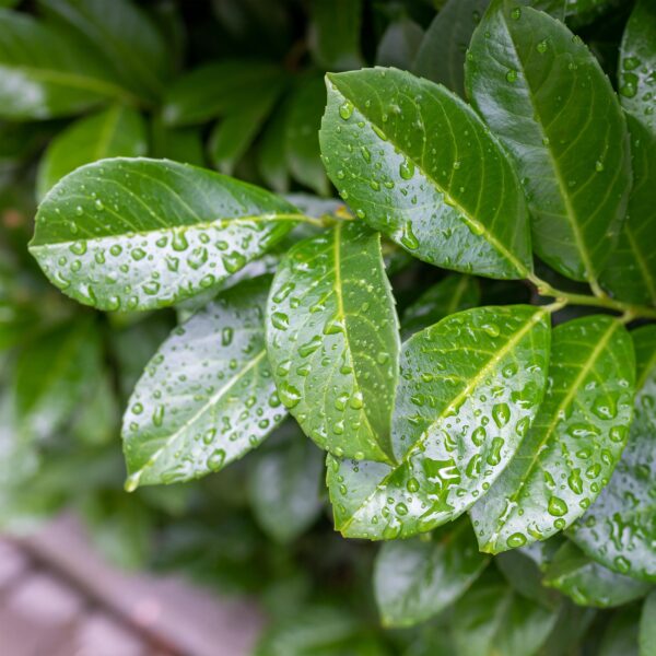 Prunus lauroverasus Etna® - Stamm-Pflanze - Terrassenpflanze - Immergrün - Wenig Pflege