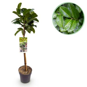 d7ca15e76ee644a88d895448a14dafe64a022ca5db86484cabaa04c4cd26d304.jpg Prunus lauroverasus Etna® - Stamm-Pflanze - Terrassenpflanze - Immergrün - Wenig Pflege