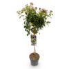 Viburnum tinus Eve Price - Stamm-Pflanze - Terrassenpflanze - Immergrün - Wenig Pflege