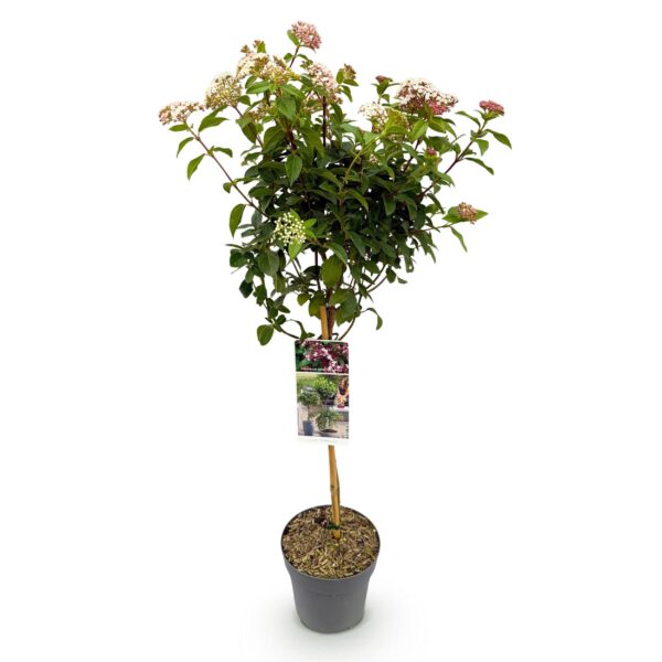 Viburnum tinus Eve Price - Stamm-Pflanze - Terrassenpflanze - Immergrün - Wenig Pflege