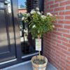 Viburnum tinus Eve Price - Stamm-Pflanze - Terrassenpflanze - Immergrün - Wenig Pflege