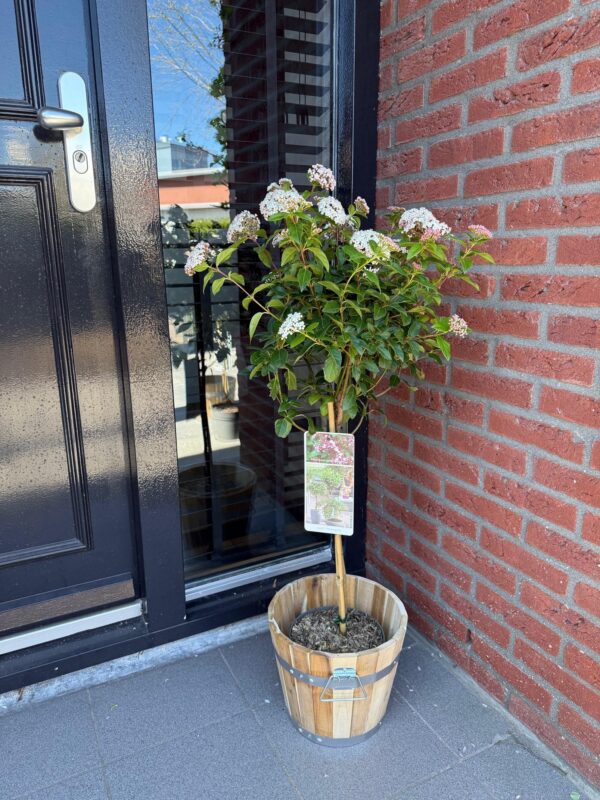 Viburnum tinus Eve Price - Stamm-Pflanze - Terrassenpflanze - Immergrün - Wenig Pflege