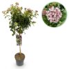 Viburnum tinus Eve Price - Stamm-Pflanze - Terrassenpflanze - Immergrün - Wenig Pflege