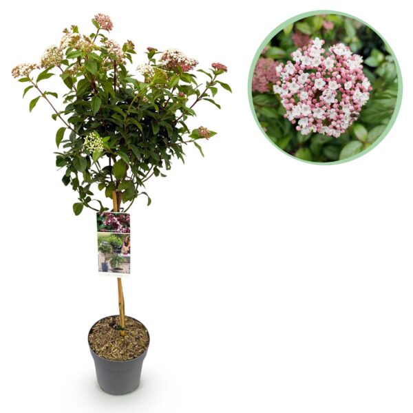 Viburnum tinus Eve Price - Stamm-Pflanze - Terrassenpflanze - Immergrün - Wenig Pflege