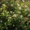 Viburnum tinus Eve Price - Stamm-Pflanze - Terrassenpflanze - Immergrün - Wenig Pflege