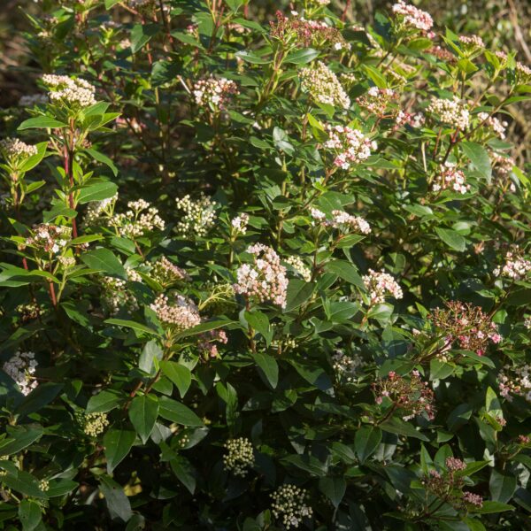Viburnum tinus Eve Price - Stamm-Pflanze - Terrassenpflanze - Immergrün - Wenig Pflege