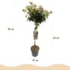 Viburnum tinus Eve Price - Stamm-Pflanze - Terrassenpflanze - Immergrün - Wenig Pflege