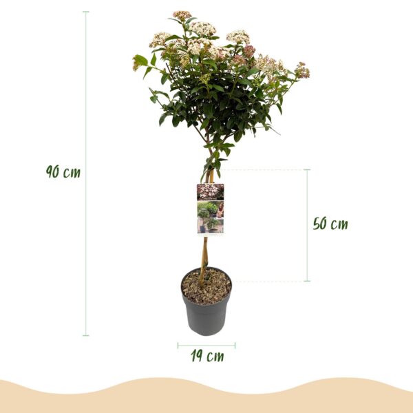 Viburnum tinus Eve Price - Stamm-Pflanze - Terrassenpflanze - Immergrün - Wenig Pflege