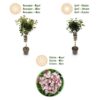 Viburnum tinus Eve Price - Stamm-Pflanze - Terrassenpflanze - Immergrün - Wenig Pflege