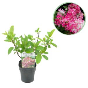 7f34c40eacc24449a635b8925458b675f49ee70d157f49588a6cec71c296c763.jpg Plume Hydrangea - Hydrangea panniculata Pink Diamond - Blüte Weiß Rosa - 1 Pflanze - Laubabwerfend - Große Blüten