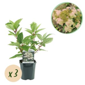 30a0ea4065bb4fb38c8b33f72c9648602b416a002988479293717847eb0c9707.jpg Plume Hydrangea - Hydrangea panniculata Wims Red - Blume Weiß Rot - 3 Pflanzen - 1 m2 - Laubabwerfend - Große Blüten