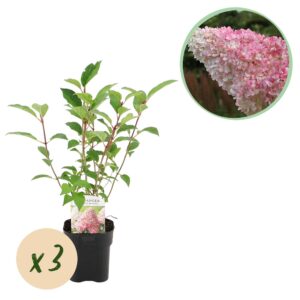 4151f29a4f7040a0adc4654a46ad444db58ec9b94dcc44f3baa87f15737a0dd9.jpg Plume Hydrangea - Hydrangea panniculata Vanille Fraise - Blüte Weiß Rosa - 3 Pflanzen 1 m2 - Laubabwerfend - Große Blüten