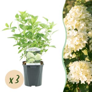 e94b4d88225e42fbb6e94bae1fd64db6c41933d1556d4b39817ee58c5fffa32d.jpg Plume Hydrangea - Hydrangea panniculata Limelight - Blume Creme Weiß - 3 Pflanzen - 1 m2 - Laubabwerfend - Große Blumen
