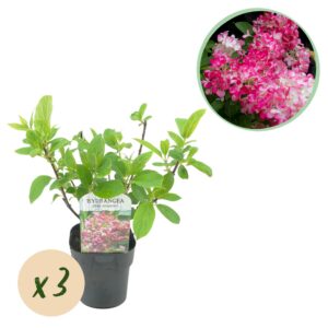 96f519d0c0b349fca8c81112213452f1c66a211755824440bf3c7c577da61de4.jpg Plume Hydrangea - Hydrangea panniculata Pink Diamond - Blüte Weiß Rosa - 3 Pflanzen - 1 m2 - Laubabwerfend - Große Blüten