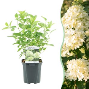7f54c8c4a1ce43a18b2575ff17d7a653c2405d577f034e2fbdc46b639365337d.jpg Plume Hydrangea - Hydrangea panniculata Limelight - Blüte cremeweiß - 1 Pflanze - Laubabwerfend - Große Blüten