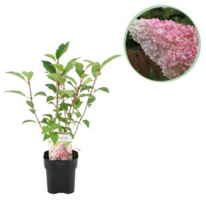 8a1811cec43e424da251b78517a9354e89bc4d5d4c1f4c79a1f16a63ae0c4ec9.jpg Plume Hydrangea - Hydrangea panniculata Vanilla Fraise - Blüte Weiß Rosa - 1 Pflanze - Laubabwerfend - Große Blüten