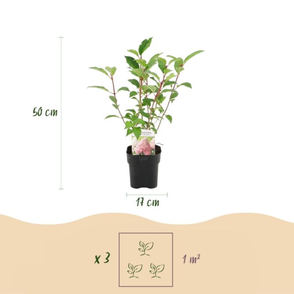 Plume Hydrangea - Hydrangea panniculata Vanilla Fraise - Blüte Weiß Rosa - 1 Pflanze - Laubabwerfend - Große Blüten