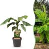 7c78136f6d6f4f2996394f722c503ae7a156b2af50ed4b2dab00dca6a80f9a7e.jpg Obstpflanze - Japanische Faserbanane - Musa Basjoo - Winterhart