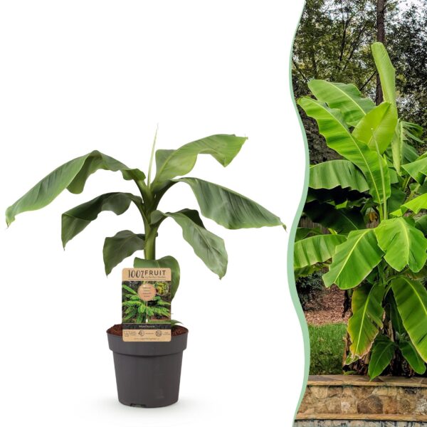 7c78136f6d6f4f2996394f722c503ae7a156b2af50ed4b2dab00dca6a80f9a7e.jpg Obstpflanze - Japanische Faserbanane - Musa Basjoo - Winterhart