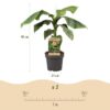 8d7f8c3404fc4d9993978f94393db183cb9a37af552c43ca9ea5c9847d06e47a.jpg Obstpflanze - Japanische Faserbanane - Musa Basjoo - Winterhart