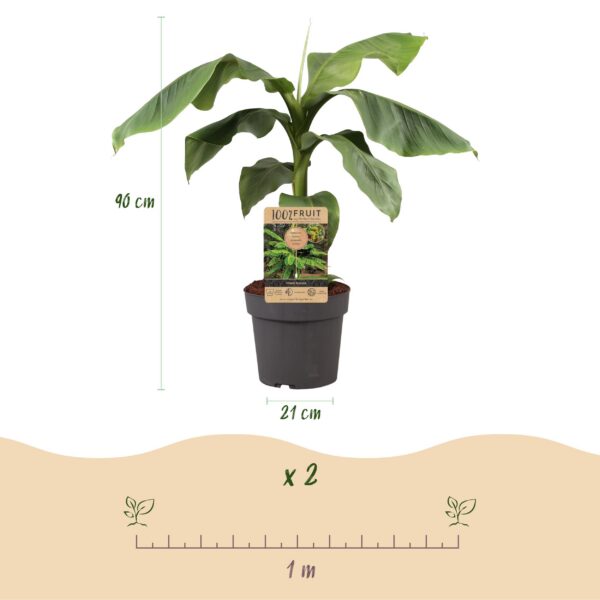 8d7f8c3404fc4d9993978f94393db183cb9a37af552c43ca9ea5c9847d06e47a.jpg Obstpflanze - Japanische Faserbanane - Musa Basjoo - Winterhart