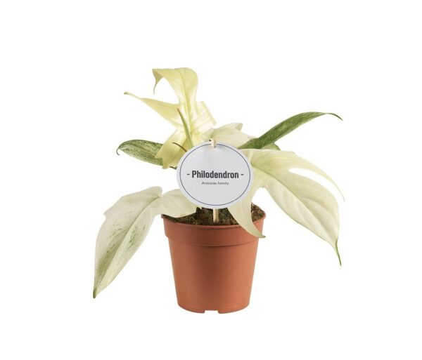 Philodendron Florida Geist