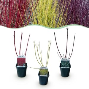 e5e57f25fbce44659c076adbddb9aaf48447551bd0934627b5de7adbacf7bd8c.jpg Sträucher - Cornus alba Tricolour - Kombination aus Roten, Grünen und Lila Zweigen - 3 Pflanzen - Laubabwerfend - Wenig Pflege