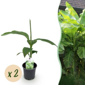 372222ff863b4254b2fe4a14ed046888d13411d099f741f9bf78c3837e63a33e.jpg Obstpflanze - Bananenpflanze - Musa Basjoo - Winterhart - 2 Pflanzen
