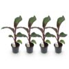1c5d32347f53426fbfd907db0cfb87aee793d45f70f64632aeff126fd324156e.jpg Fruchtpflanze - Bananenpflanze - Ensete ventricosum Maurelli - Winterhart - 4 Pflanzen