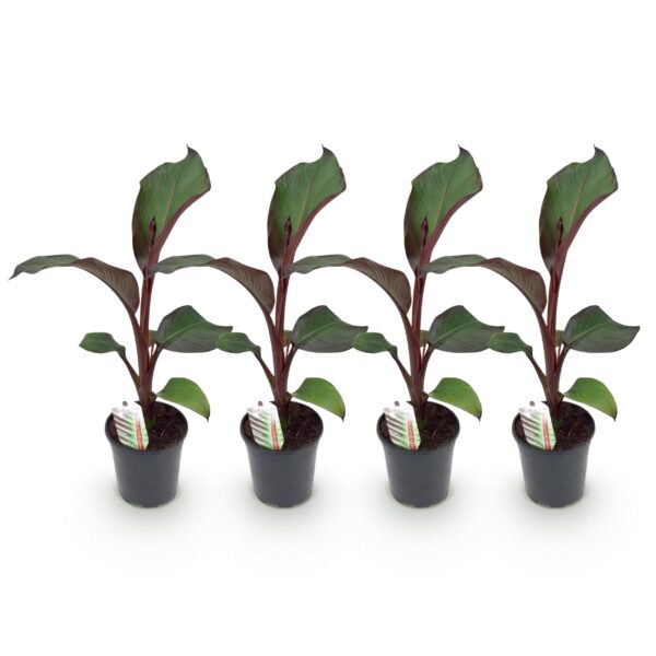 1c5d32347f53426fbfd907db0cfb87aee793d45f70f64632aeff126fd324156e.jpg Fruchtpflanze - Bananenpflanze - Ensete ventricosum Maurelli - Winterhart - 4 Pflanzen