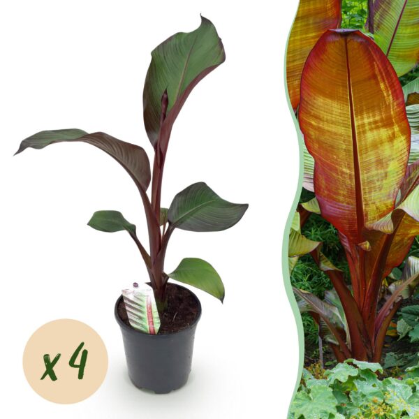 c5ac2ab7bb964444a479d066b00fd0b75bd17ca2fe044e27937f33a085c4c91f.jpg Fruchtpflanze - Bananenpflanze - Ensete ventricosum Maurelli - Winterhart - 4 Pflanzen