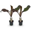 0f65e13cee6f419992524270eab26b657c3645803fb4417e95d38e93f8562a02.jpg Obstpflanze - Bananenpflanze - Ensete ventricosum Maurelli - Winterhart - 2 Pflanzen
