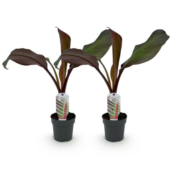 0f65e13cee6f419992524270eab26b657c3645803fb4417e95d38e93f8562a02.jpg Obstpflanze - Bananenpflanze - Ensete ventricosum Maurelli - Winterhart - 2 Pflanzen