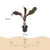 b81dc376d5574f8bb81a65aea5a4969524476e9dae6348f5b002fe60dff84c2d.jpg Obstpflanze - Bananenpflanze - Ensete ventricosum Maurelli - Winterhart - 2 Pflanzen