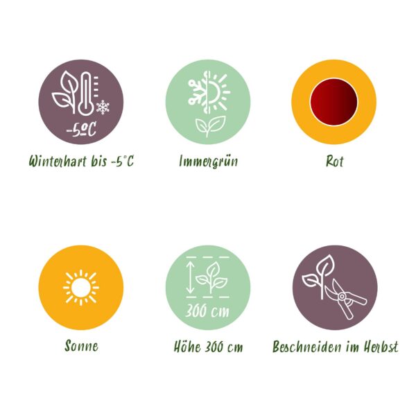 764c6ddf970a4c1f9fe15a93b65215147e84478d9b4a41c08bb82fdff7aef59f.jpg Obstpflanze - Bananenpflanze - Ensete ventricosum Maurelli - Winterhart - 2 Pflanzen