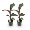 84d1e5e002f34aa2b027cdfd84950a194fcdb99eef714116b0eb9bc607c1978a.jpg Obstpflanze - Bananenpflanze - Ensete ventricosum Maurelli - Winterhart - 2 Pflanzen