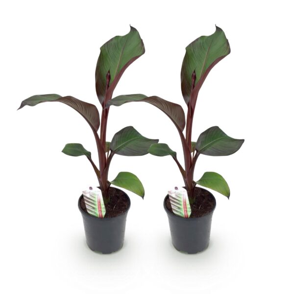 84d1e5e002f34aa2b027cdfd84950a194fcdb99eef714116b0eb9bc607c1978a.jpg Obstpflanze - Bananenpflanze - Ensete ventricosum Maurelli - Winterhart - 2 Pflanzen