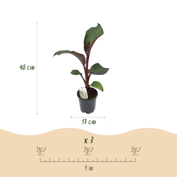 b821f70c991b4238a022991a219ee066e4cf1eaed59d41158ab830f6d60154bf.jpg Obstpflanze - Bananenpflanze - Ensete ventricosum Maurelli - Winterhart - 2 Pflanzen