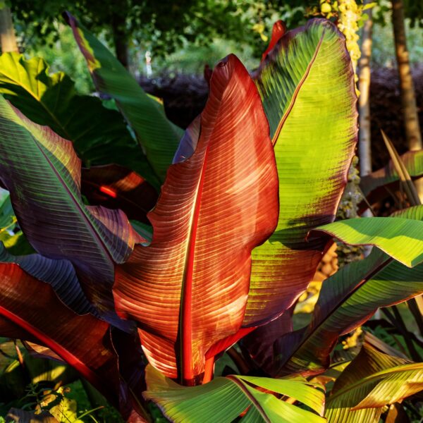 da7ec804b15e48fba8a12fad82fab1c6ffcb3aeb81a94eefb6d91483c91637ab.jpg Obstpflanze - Bananenpflanze - Ensete ventricosum Maurelli - Winterhart - 2 Pflanzen