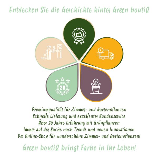 Terrassenpflanze - Eukalyptusbaum - Eucalyptus gunni - Grau - 2 Pflanzen - Winterhart