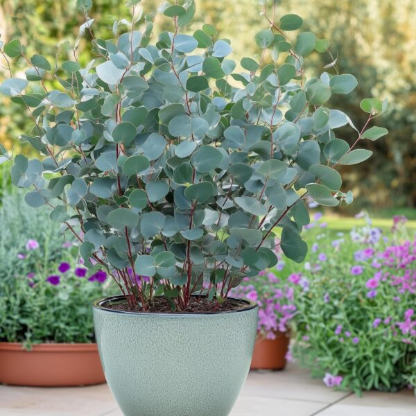 Terrassenpflanze - Eukalyptusbaum - Eucalyptus gunni - Grau - Winterhart | 4 Stück