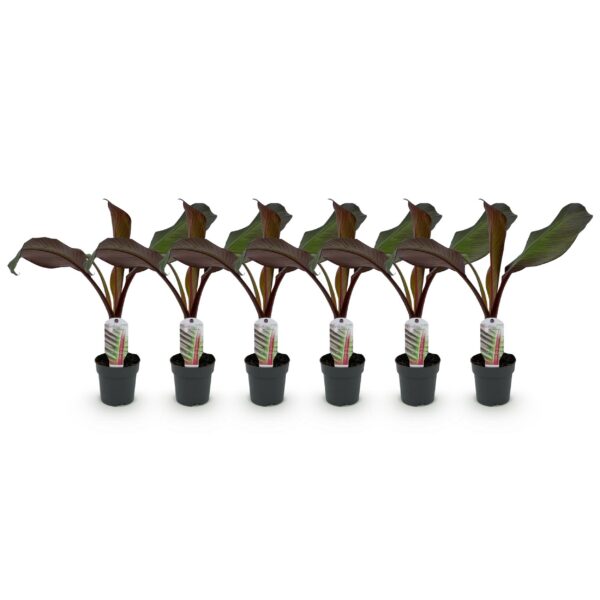 868c9ff0a9ec4e37be28b227ca6f5f1d99806d8fc60f45389b6bd2bb39ae3818.jpg Obstpflanze - Bananenpflanze - Ensete ventricosum Maurelli - Winterhart | 6 Stück