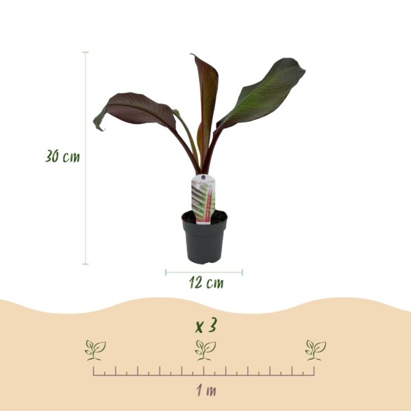 91ea98c77b564e72a23b61db518a500a3296502e25994ff7a6bda2914aea57e2.jpg Obstpflanze - Bananenpflanze - Ensete ventricosum Maurelli - Winterhart | 6 Stück