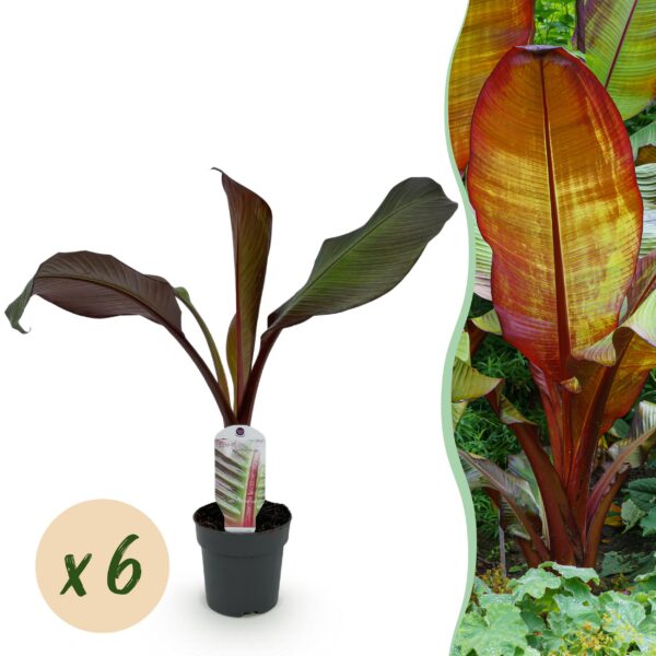 e988d6d0c12441baa530e203295429f2a0aee46c089946e4ba616c99ed68eb9d.jpg Obstpflanze - Bananenpflanze - Ensete ventricosum Maurelli - Winterhart | 6 Stück