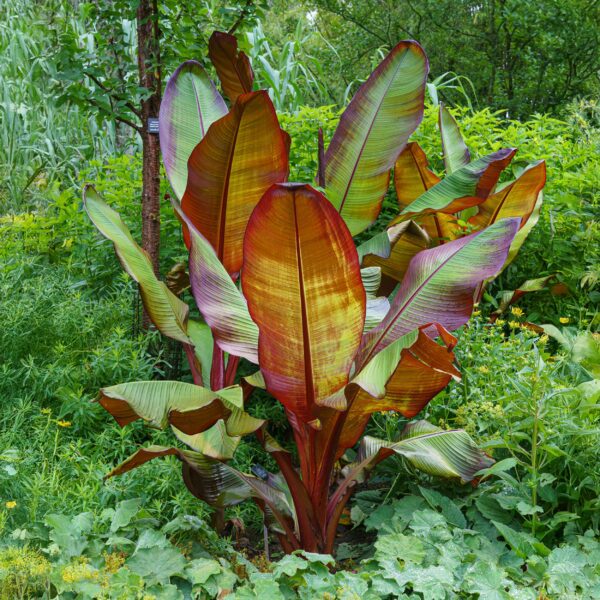 f941d51157b645abb644b9af0da0678c59bb7df65a584ae1a096483fd90f4b7d.jpg Obstpflanze - Bananenpflanze - Ensete ventricosum Maurelli - Winterhart | 6 Stück