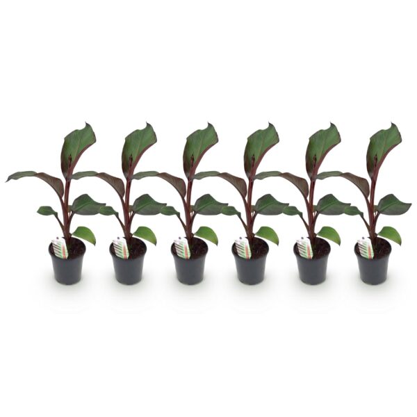 6b47008304aa4bd8a0c6c5c6175d50a2c12218c94c2944c5ab9e5d1c0ba36145.jpg Obstpflanze - Bananenpflanze - Ensete ventricosum Maurelli - Winterhart | 6 Stück