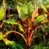 94466973b3f749c886639037aadb27df2bc032ae0caa47d19391c039cf0222c0.jpg Obstpflanze - Bananenpflanze - Ensete ventricosum Maurelli - Winterhart | 6 Stück