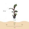 ba302e2b72ad48eaa0af893ba91187b2fe62cc8303524c85abaf6dda74e44b48.jpg Obstpflanze - Bananenpflanze - Ensete ventricosum Maurelli - Winterhart | 6 Stück