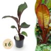 d242f560ca4543219d99f064a18751044ff8e6283e2243eea37ab4f0fbe8c022.jpg Obstpflanze - Bananenpflanze - Ensete ventricosum Maurelli - Winterhart | 6 Stück