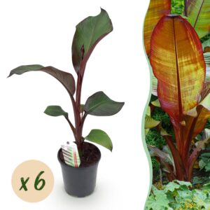 d242f560ca4543219d99f064a18751044ff8e6283e2243eea37ab4f0fbe8c022.jpg Obstpflanze - Bananenpflanze - Ensete ventricosum Maurelli - Winterhart | 6 Stück